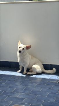 Hotel para Cães