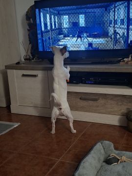 Hotel para Cães