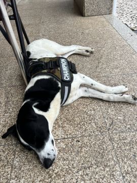 Hotel para Cães - Animais