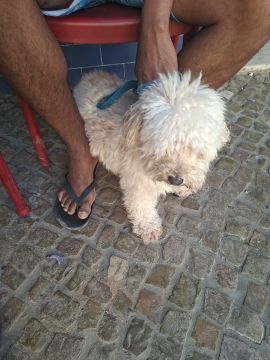 Hotel para Cães