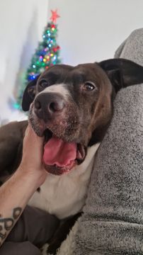 Dog Hotel - Pets