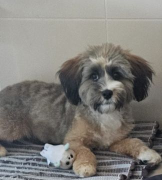 Hotel para Cães