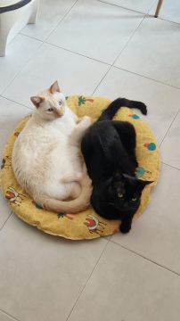 Hotel para Gatos