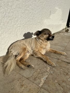 Hotel para Cães