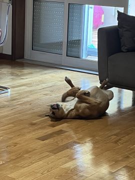 Hotel e Creche para Animais