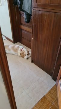 Dog Hotel