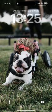 Hotel para Cães