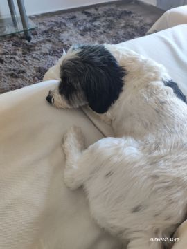 Dog Hotel
