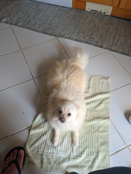 Pet Boarding and Daycare