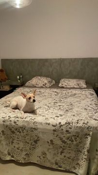 Hotel para Cães
