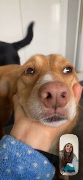 Hotel para Cães