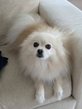 Hotel para Cães
