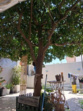 Podador de Árvores