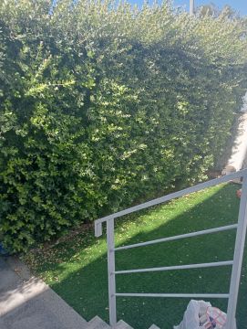 Serviço de Jardinagem