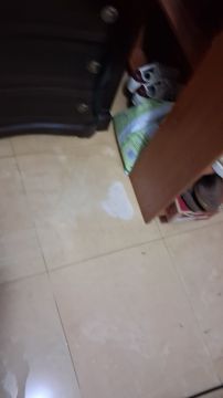 Limpeza Geral - Limpeza