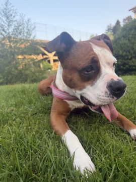 Hotel para Cães