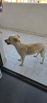 Hotel para Cães