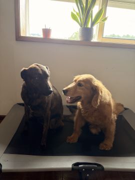 Hotel para Cães