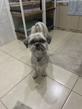 Hospedaje de perros