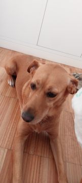 Dog Hotel