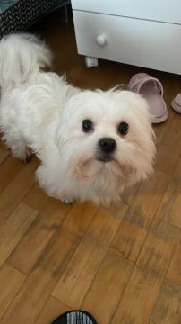 Hotel para Cães