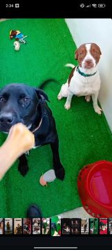Dog Hotel