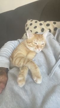 Hotel para Gatos