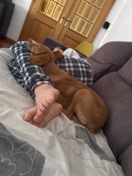 Hospedaje de perros