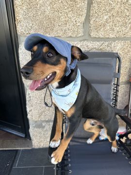 Hotel para Cães