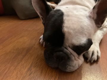 Hundepension