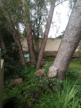Tree Trimmer - Home Improvements