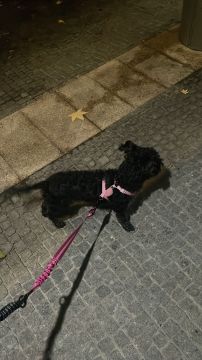 Hotel e Creche para Animais