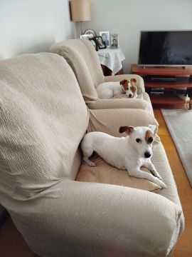 Creche para Cães