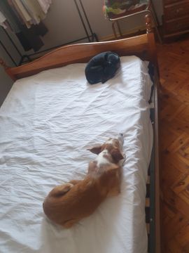 Hotel para Cães