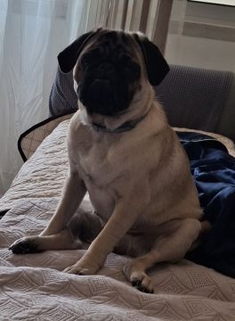 Hotel para Cães