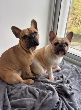 Hotel para Cães