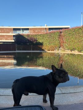 Hotel para Cães