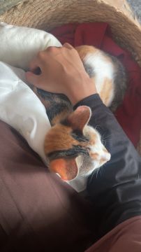 Hotel para Gatos