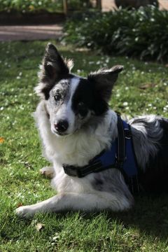 Hotel para Cães