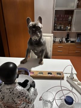 Pension pour chiens - Pension et garderie pour animaux