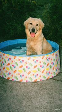 Hotel para Cães