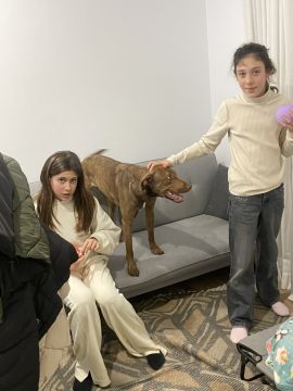 Hotel para Cães