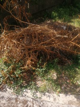 Poda e Manutenção de Árvores - Jardinagem e Relvados