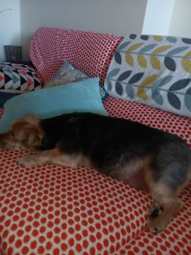 Hundepension