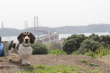 Hotel para Cães