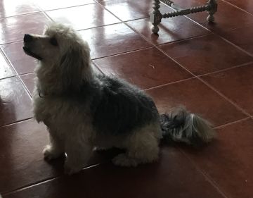 Hotel para Cães