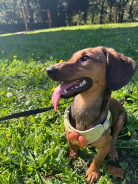 Hotel para Cães