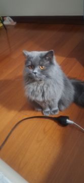 Hotel para Gatos