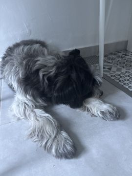 Hotel para Cães