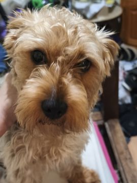 Hotel para Cães